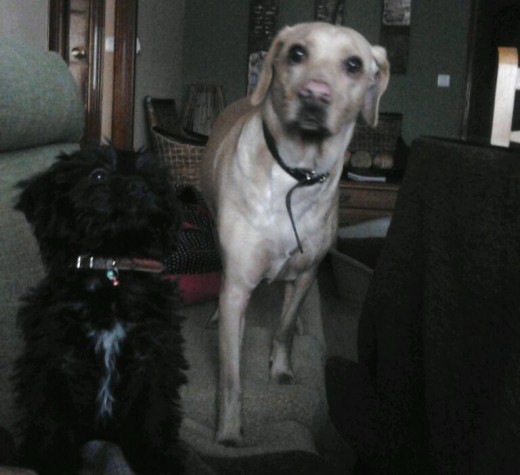 BRACO Y ZORRO BRACO Y ZORRO